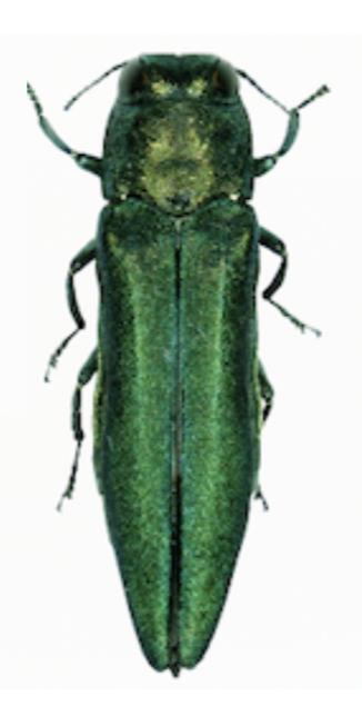 Emerald Ash Borer
